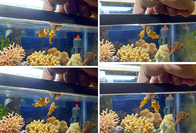 cheap as chips aquarium