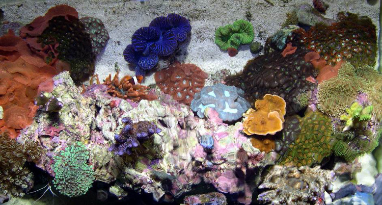 Feature Aquarium: The Nano Reef Aquarium Of Bob Olson