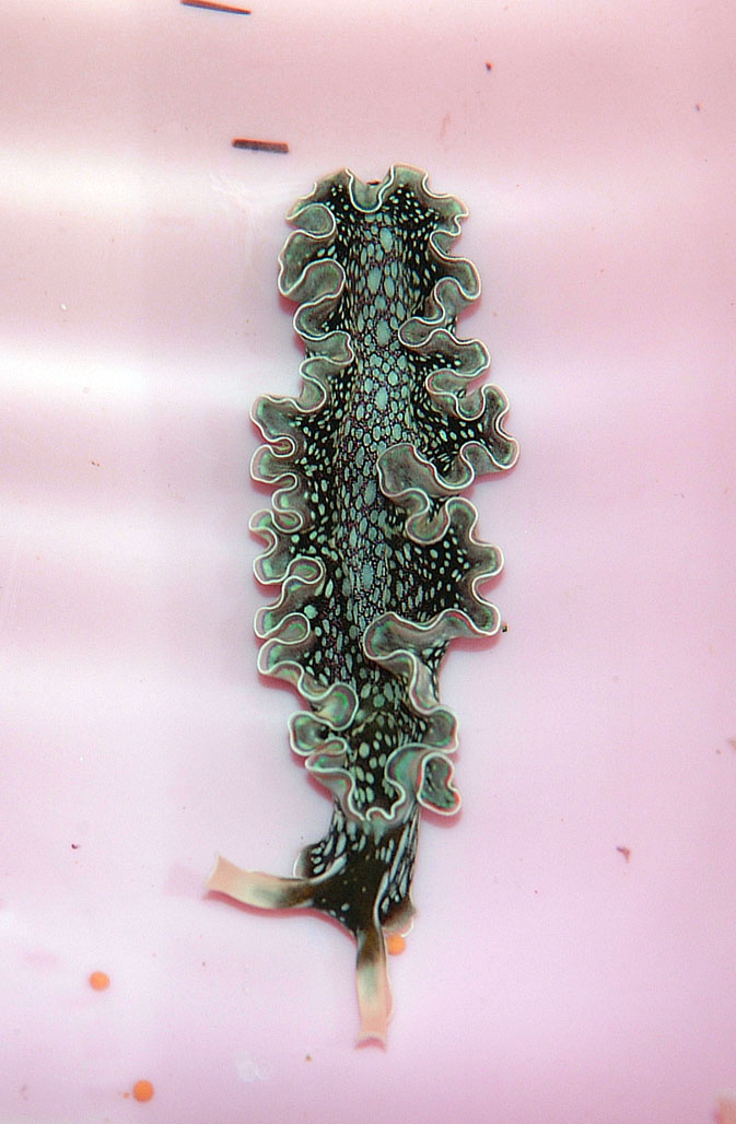 Aquarium Invertebrates: Sea Slugs – Part 1
