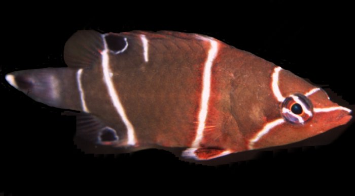 Aquarium Fish: Possum Wrasses, Genus Wetmorella