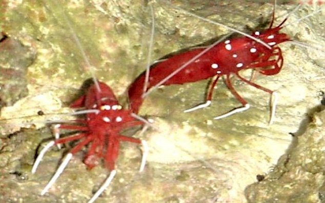 The Breeder’s Net: Captive Observations of Fire Shrimp Larvae