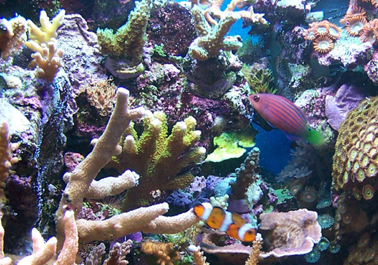 Feature Aquarium: Ignasi Torralba's 16 Gallon Nano Reef