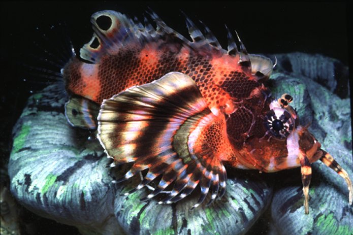 Aquarium Fish Twinspot Lionfish Dendrochirus Biocellatus