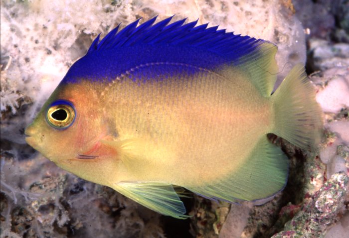 Aquarium Fish: Colin’s Angelfish, Centropyge colini