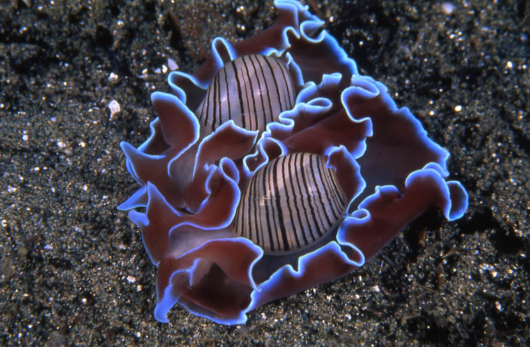 Aquarium Invertebrates: Sea Slugs – Part II