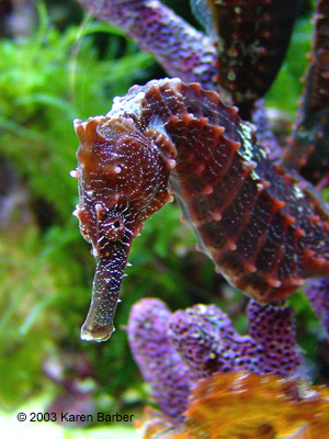 Seahorse Care: A Basic Guide To Starting Your First Herd