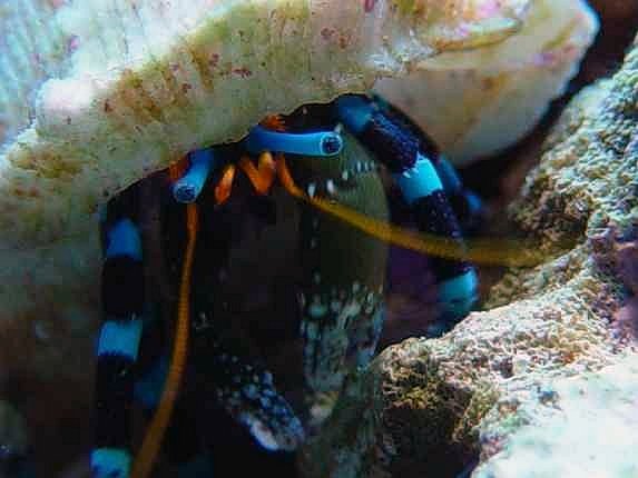 Photo Gallery Spotlight: Electric Blue Hermit Crab