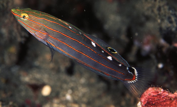 Aquarium Fish: Gobies of the Genus Amblygobius