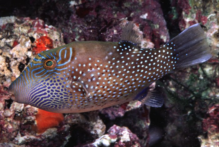Aquarium Fish: The Papuan (Canthigaster papua) and Ocellated Toby (C. solandri)
