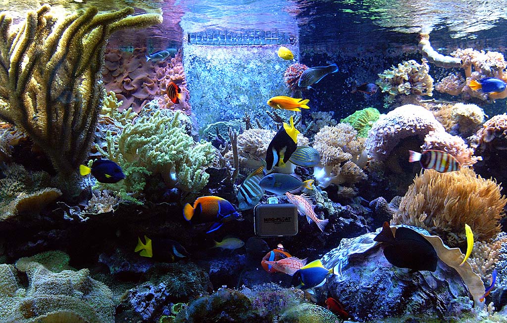 Aquarium Fish: Pomacanthus navarchus – The Majestic Angelfish