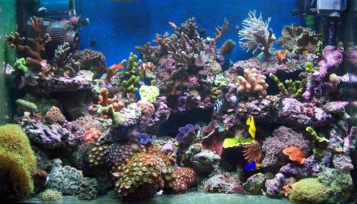 Feature Aquarium: Ignasi Torralba (NAx0) ReefMix