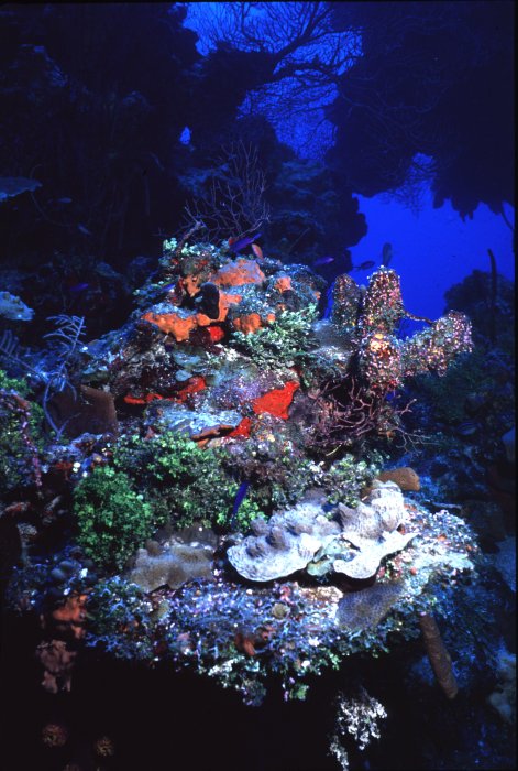 Aquarium Fish: Deep Water Reef Fish Communities: Part I: A Survey of Deep Reef Fishes