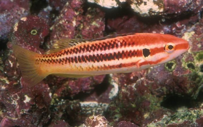 Aquarium Fish: Deepwater Reef Fish Communities: Part 2: A Survey of Deep Reef Fishes