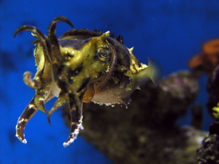 FISH PROS Fine Mesh Fish Tank Net with Long Handle â€“ Aquarium