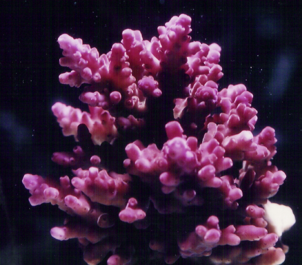 Coral 6. Акропора ред Робин. Пинк Флойд Акропора коралл. Акропора фиолетовая. Акропора красная Планета.