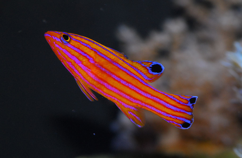 Aquarium Fish: The Candy Basslet (Liopropoma carmabi (Randall, 1963))