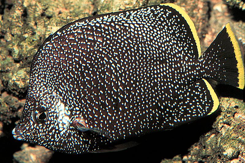 Rare Fish at the Waikiki Aquarium: A Long History