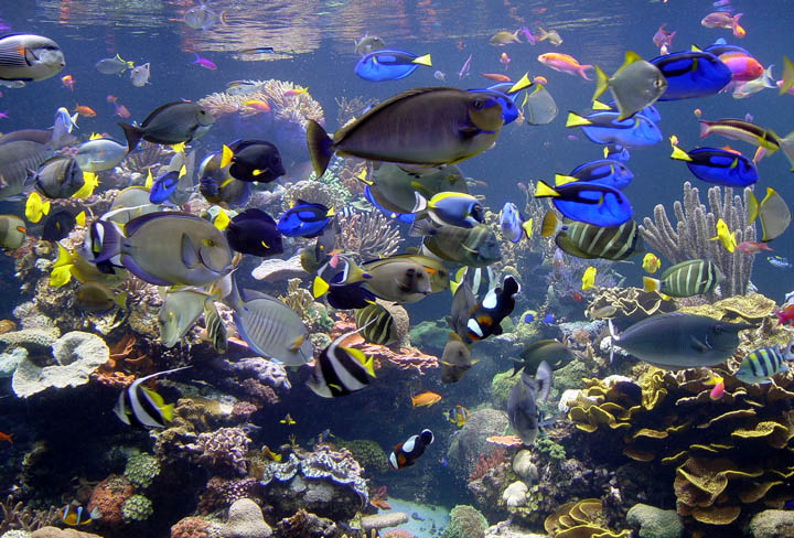Featured Aquarium: Atlantis Marine World