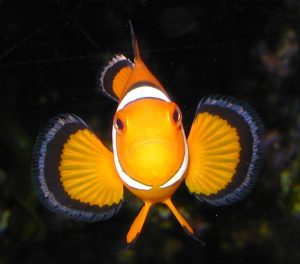 amphiprion_ocellaris.jpg