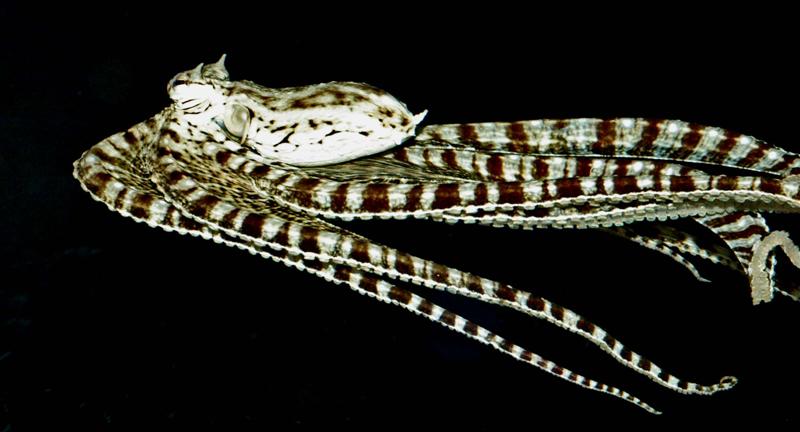 Aquarium Fish: Captive Observations of the Mimic Octopus, Thaumoctopus mimicus