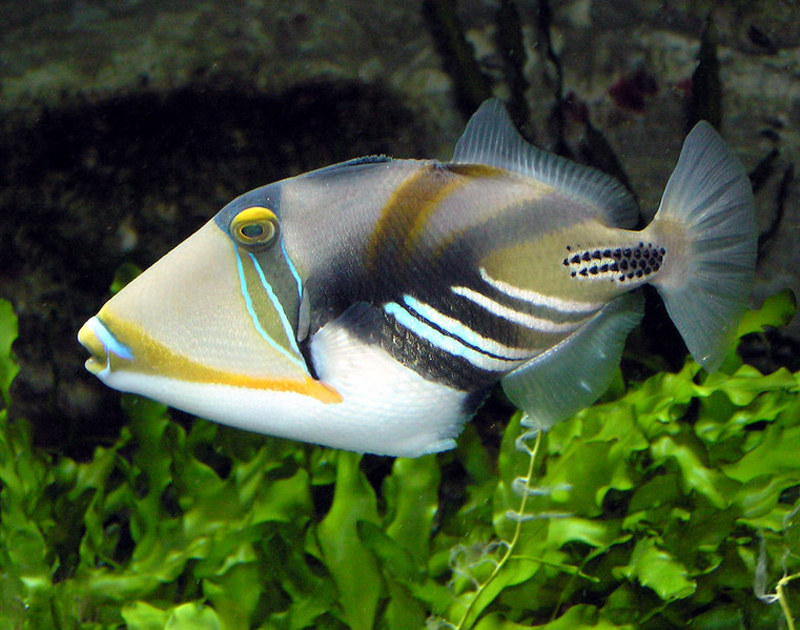 Aquarium Fish: Triggerfish