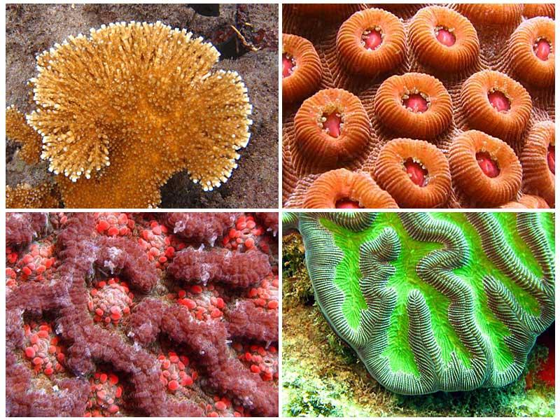 Tropical West Atlantic Corals, Part 1: General Information and Atlantic SPS Corals