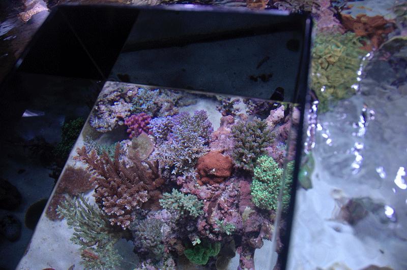Top Down Photographing Techniques and Equipment for Corals in a Reef Aquarium