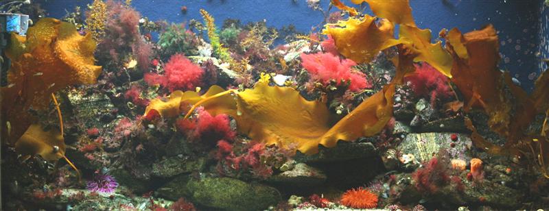 Feature Aquarium: Try A Cool, Refreshing Temperate Marine Aquarium