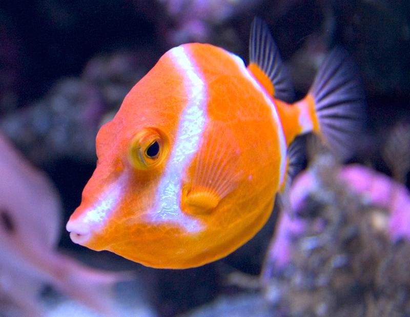 How To: Considerations for Building and Maintaining a Temperate Marine Aquarium