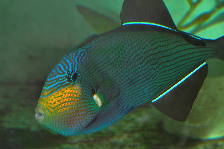 Aquarium Fish: Aquarium Fishes of the Tropical Eastern Atlantic Ocean