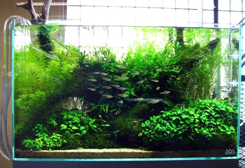 Freshwater Aquariums