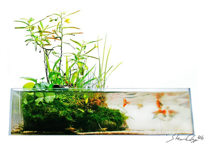 Freshwater Aquariums: How to Dose a Plant Tank, Part 1: Carbon Dioxide