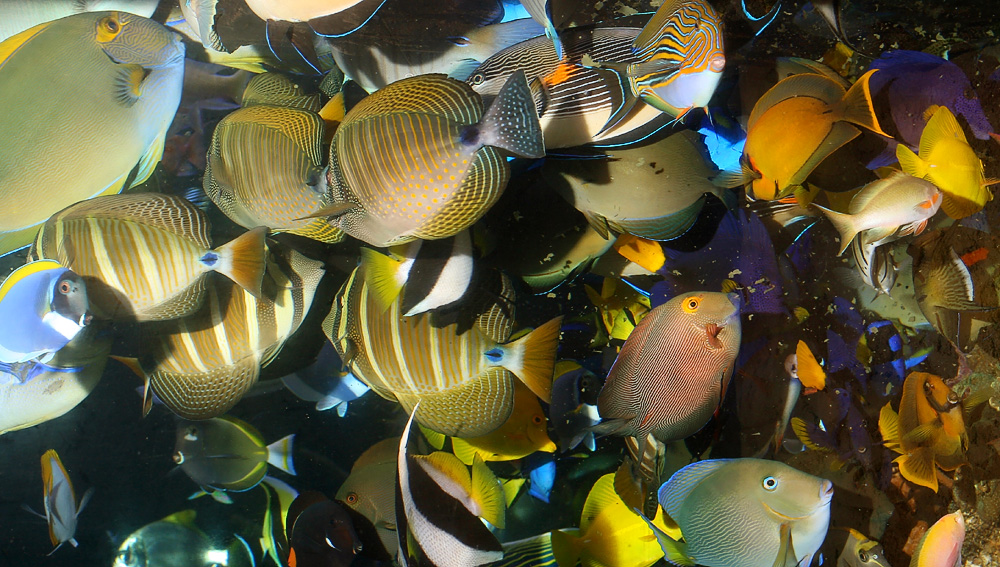 are fishing weights safe for aquarium use? : r/Aquariums