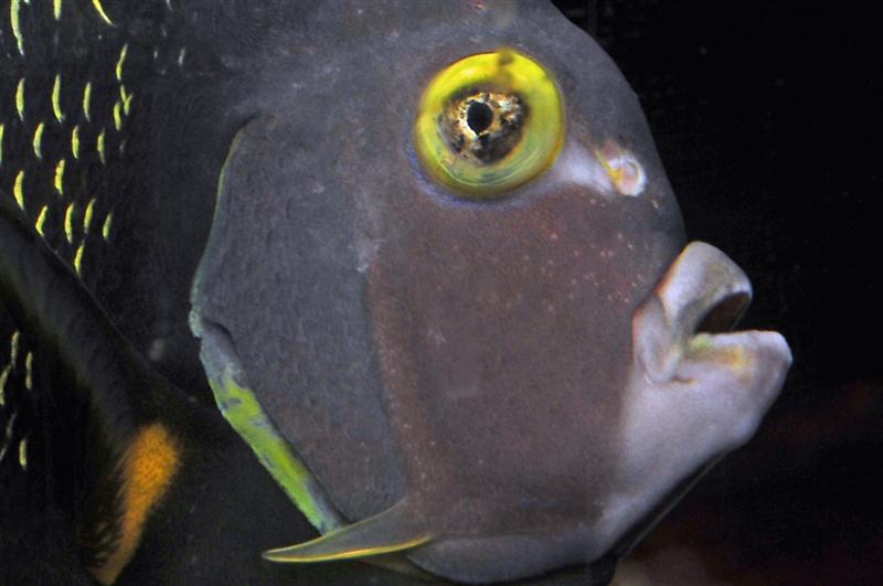 Aquarium Fish: The 'Eyes' Have it: A Review of Eye Health in