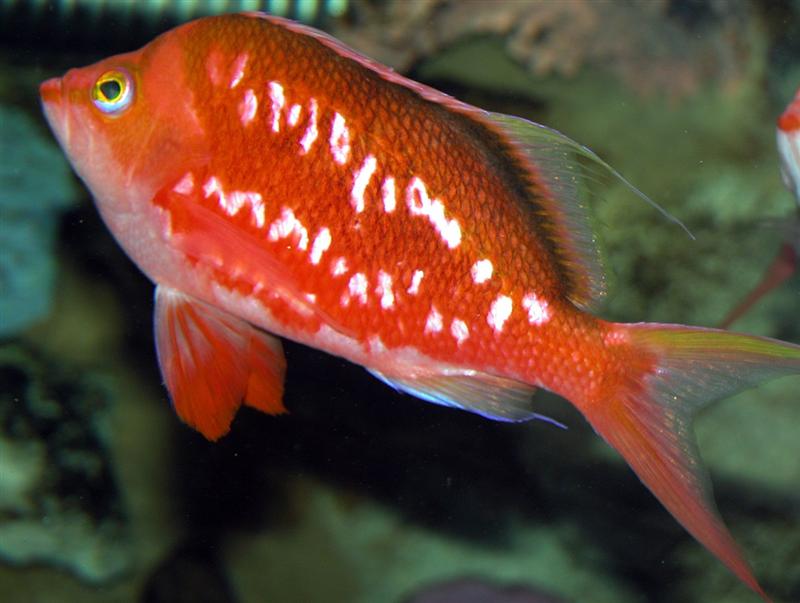 Aquarium Fish: The Cherry Anthias: Sacura margaritacea