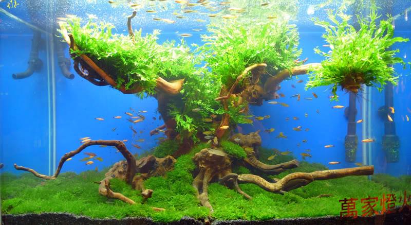 Freshwater Aquaria: Considerations for Constructing and Operating the Paludarium, Part 1