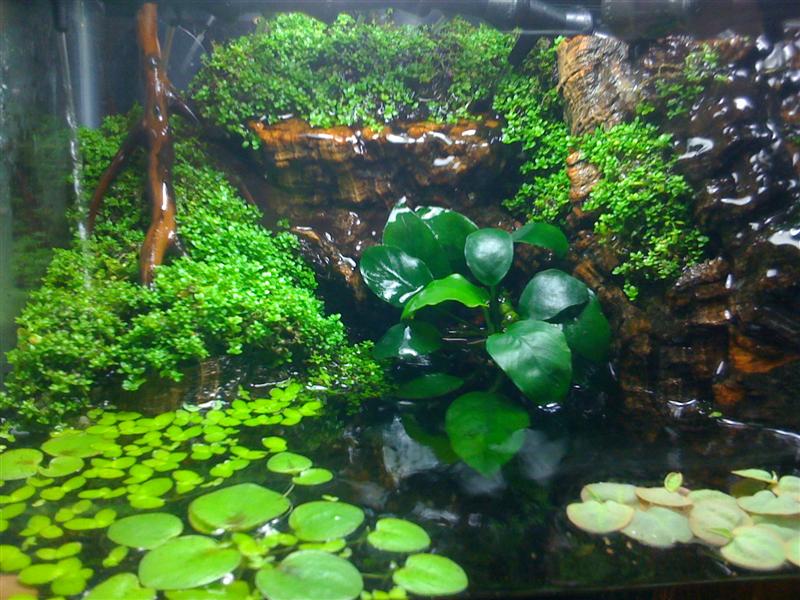 Freshwater Aquaria Considerations For Scaping And Stocking The Paludarium Part 2 Reefs Com