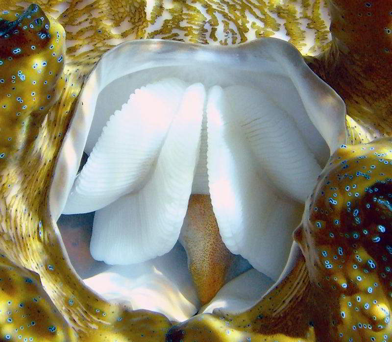 giant clam eyes