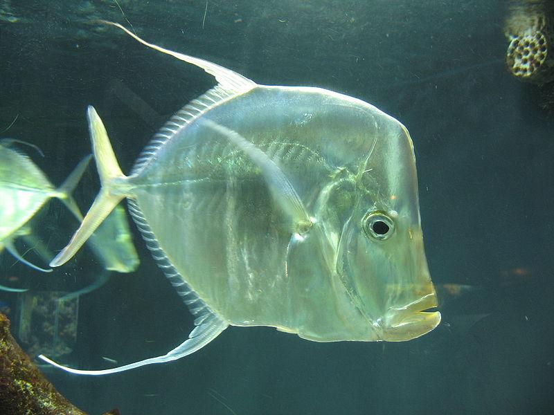 Aquarium Fish: Reconsidering the Lookdown (Selene vomer)