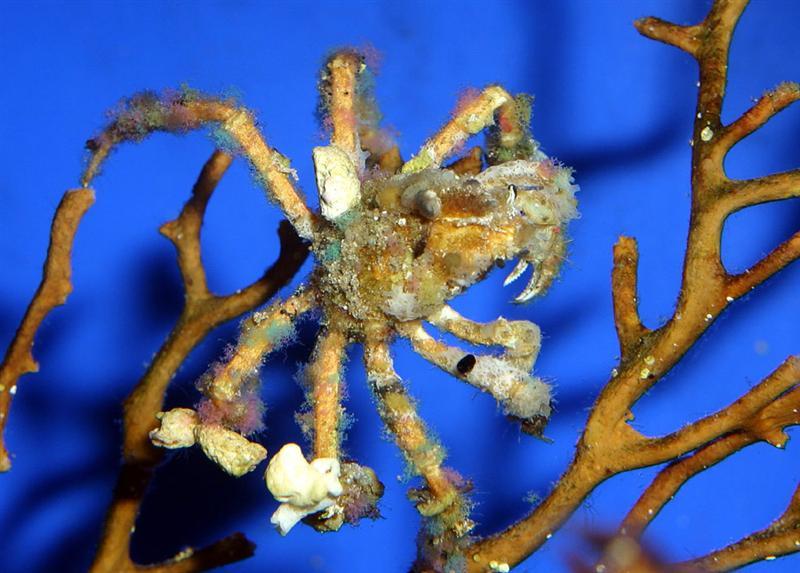Aquarium Invertebrates: Crabs in the Marine Aquarium
