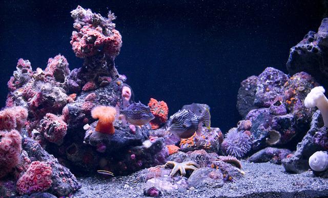 Aquarium Corals: Collection and Aquarium Husbandry of Northeast Pacific Non-Photosynthetic Cnidaria