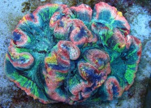 Rainbow Brain photo courtesy of Reefkoi