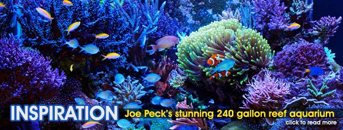 Feature Aquarium: The 240 Gallon Reef Aquarium of Joe Peck