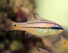 Seale’s Cardinalfish (Apogon sealei)