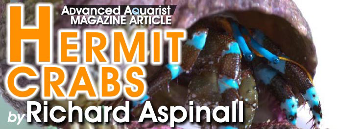 Aquarium Invertebrates: Hermit Crabs