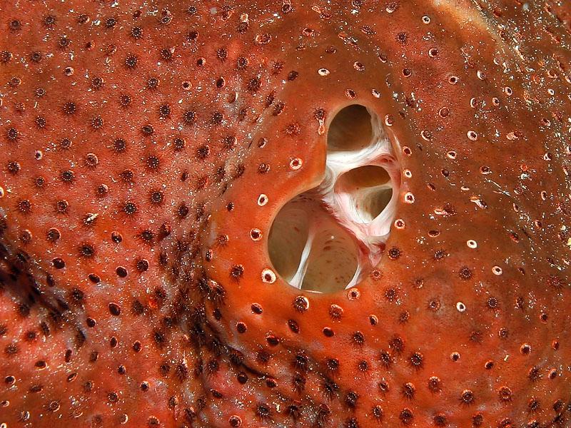 Something Fishy :: Aquarium Livestock :: Inverts & Clams :: Sponges ::  Assorted Small Sponges