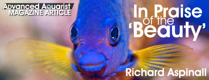 Aquarium Fish: In Praise of the ‘Beauty’
