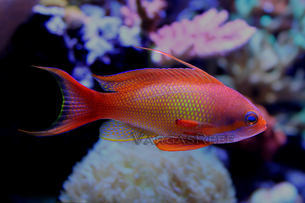 Too much light in your aquarium makes your fish lose its color?