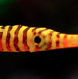 Pushing the Boundaries and Breaking the Mold – Doryrhamphus pessuliferus (Yellow banded pipefish)
