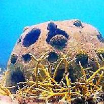 Reef Balls Are Made Out of People.